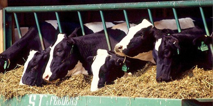 Holsteins eating