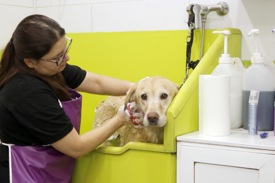 Dog pet shop cleaning foam shampoo canidae 1591447 pxhere