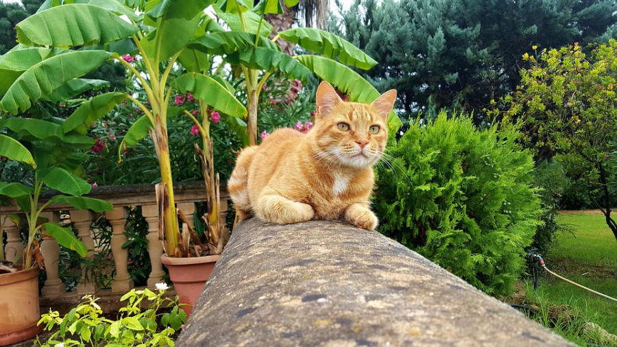 Cat 1332940 960 720
