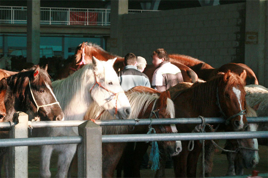 Spanien Animals Angels HEADER MOB