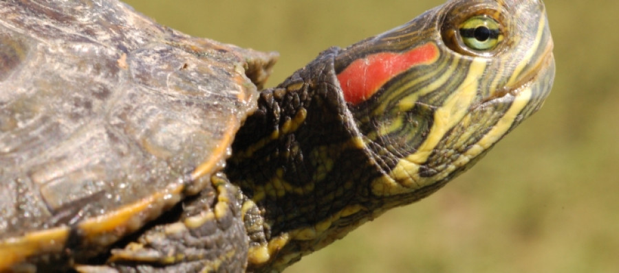 Tortuga Trachemys