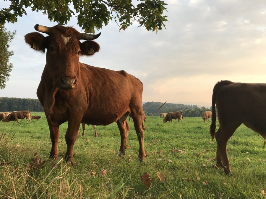 vacas