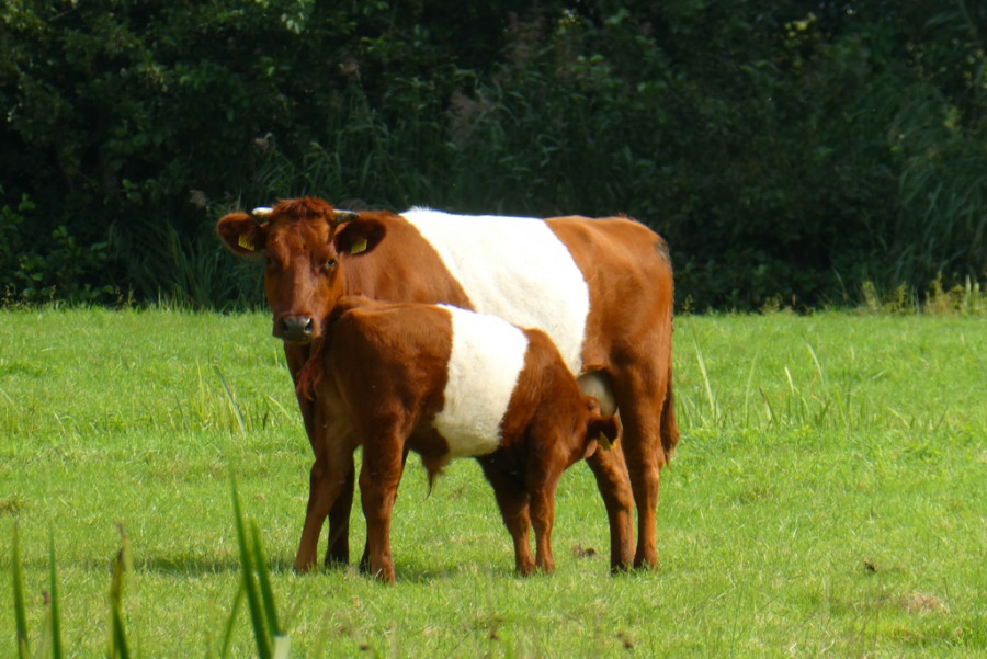 Cow calf drinking pasture livestock green 1597269 pxhere