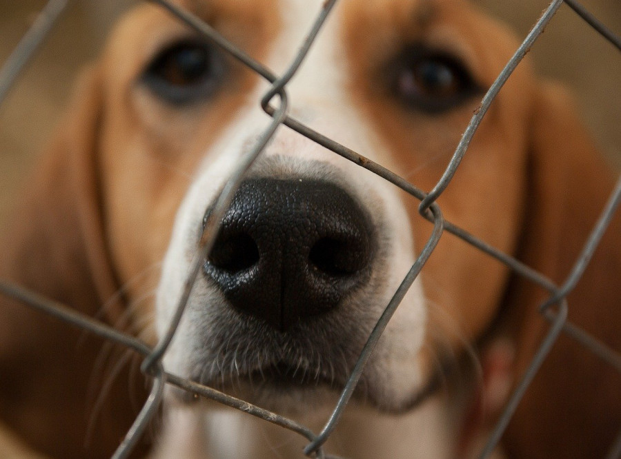 Dog 1437540 1280