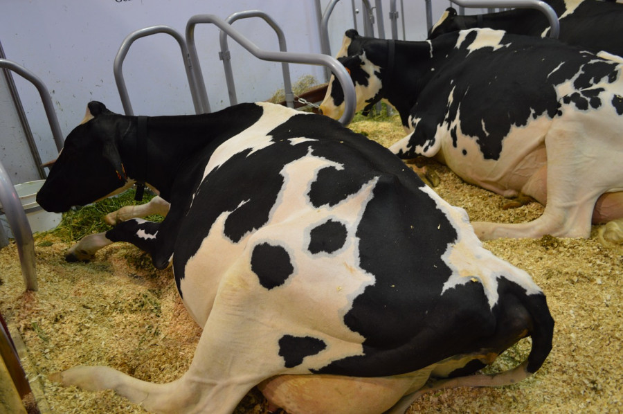 Cows 936272 1280