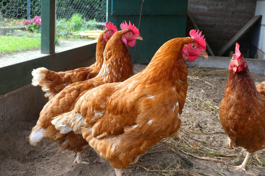 Chickens farm poultry plumage a chicken coop birds