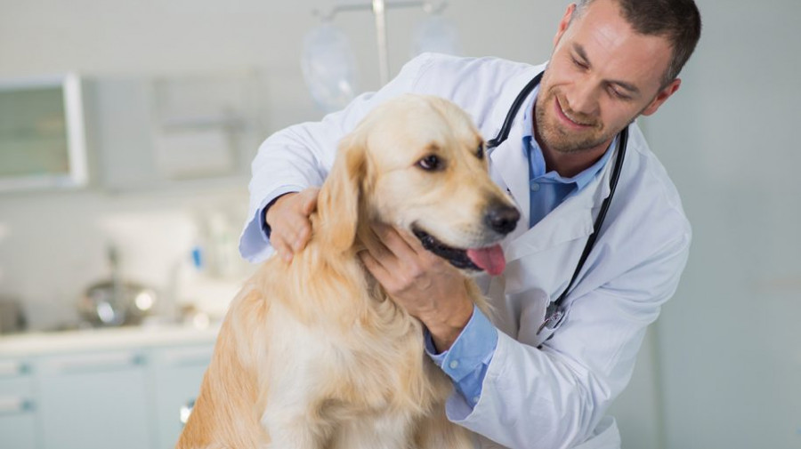 PreVeterinaryScience 913x513