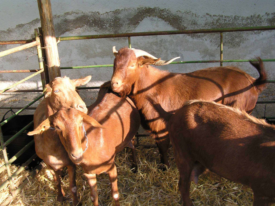 CABRAS