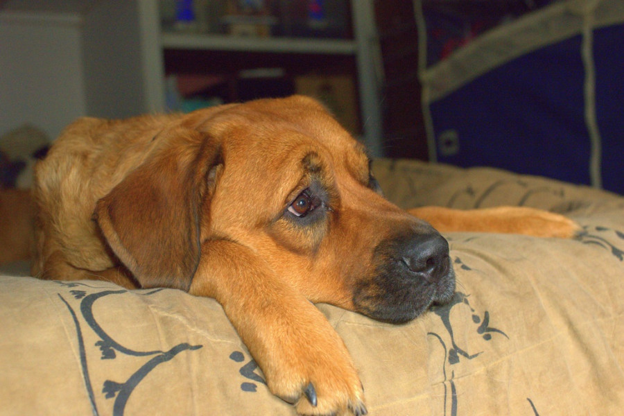 Puppy dog alone sadness mammal hound 540146 pxhere