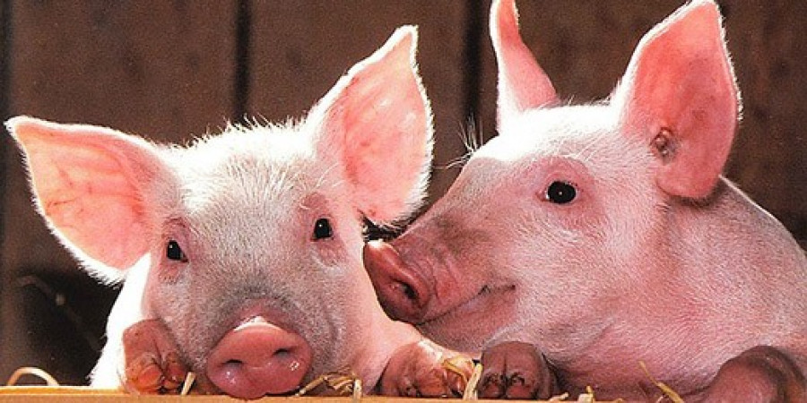 Pigs 1507208 520 sm 0