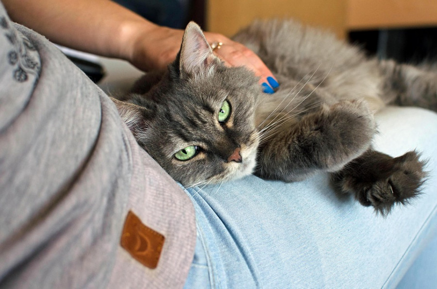 Cat 1148305 960 720