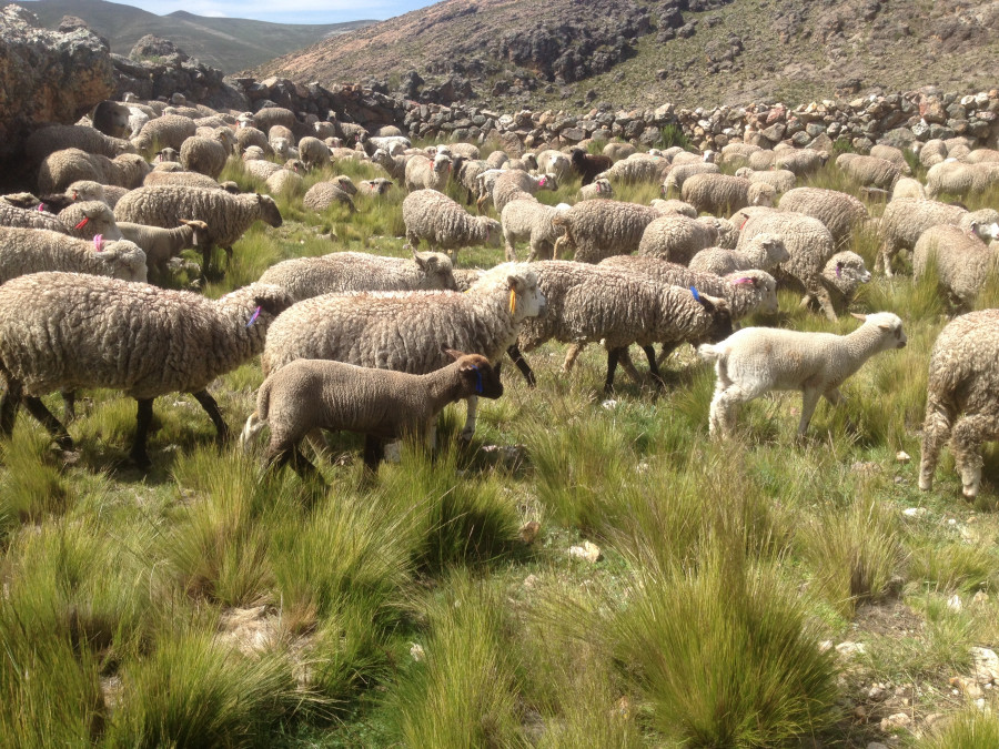 Crianza de ganado ovino