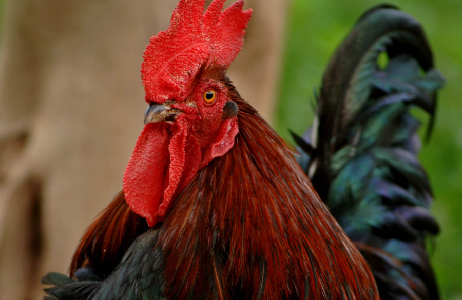 Gallinas09