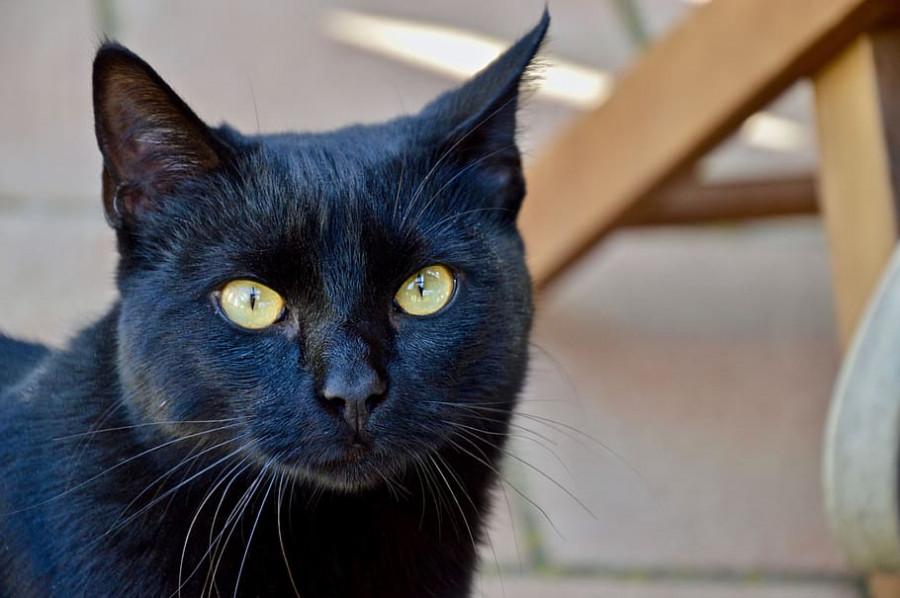Animalia portrait nice cat