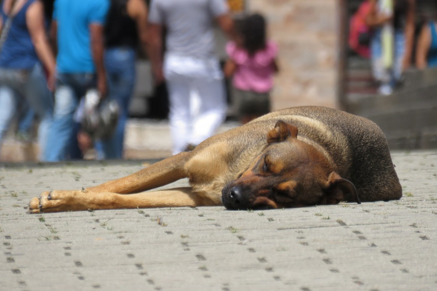 Dog 2399764 960 720