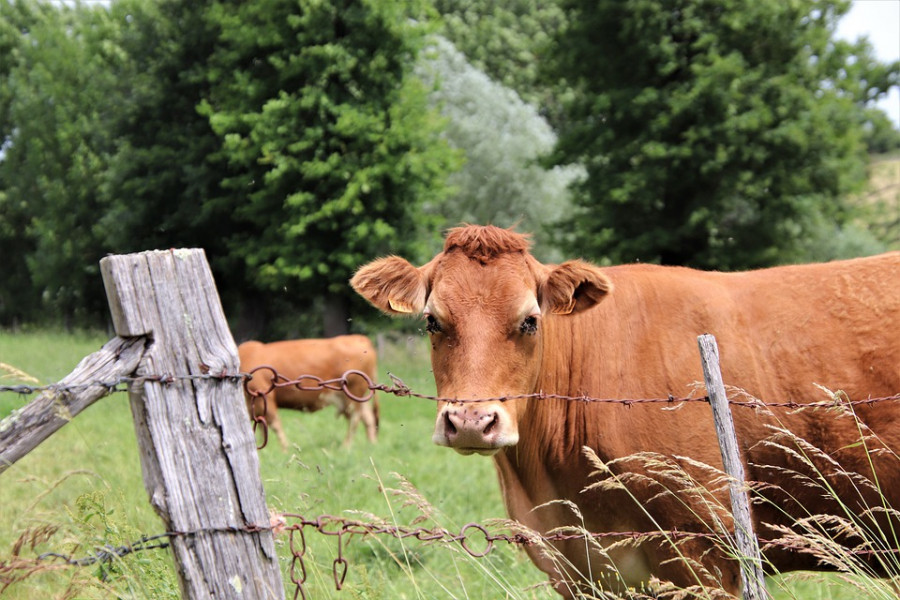 Cows 4484486 960 720