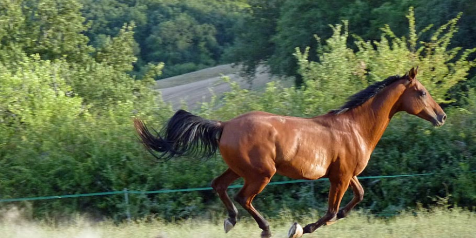 El omeprazol reduce la digestibilidad del calcio en los caballos