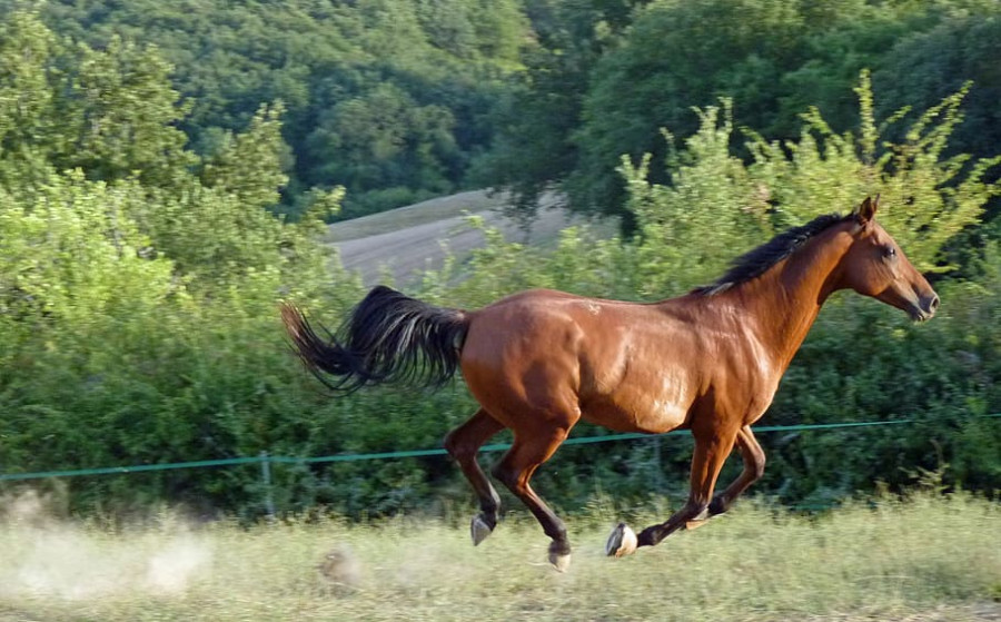 Horse pure arab blood horse breeding equine