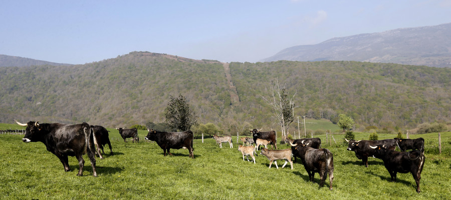 Medio rural vacas