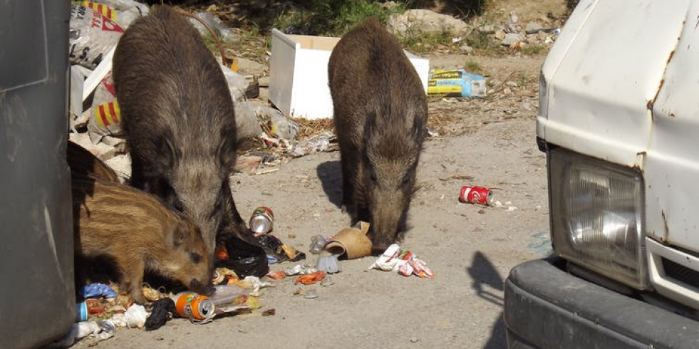 El problema de la plaga de jabalíes