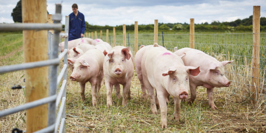 Pig farm