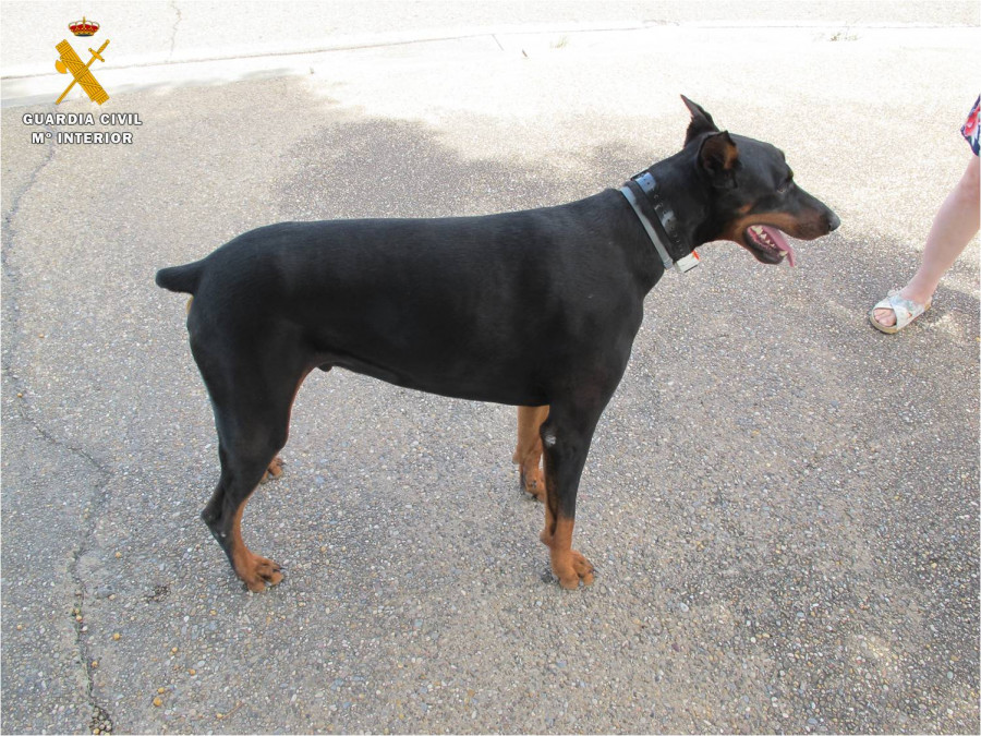 Ejemplar de Doberman con caudectomía y otectomía practicada