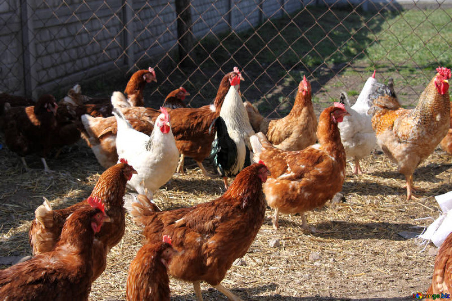 Gallinas