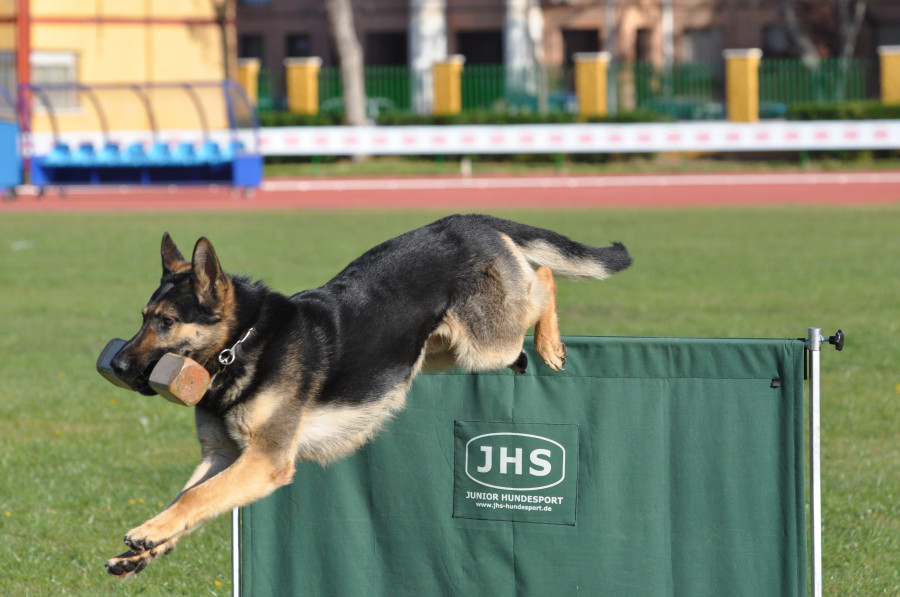 Exposición Mundial Canina