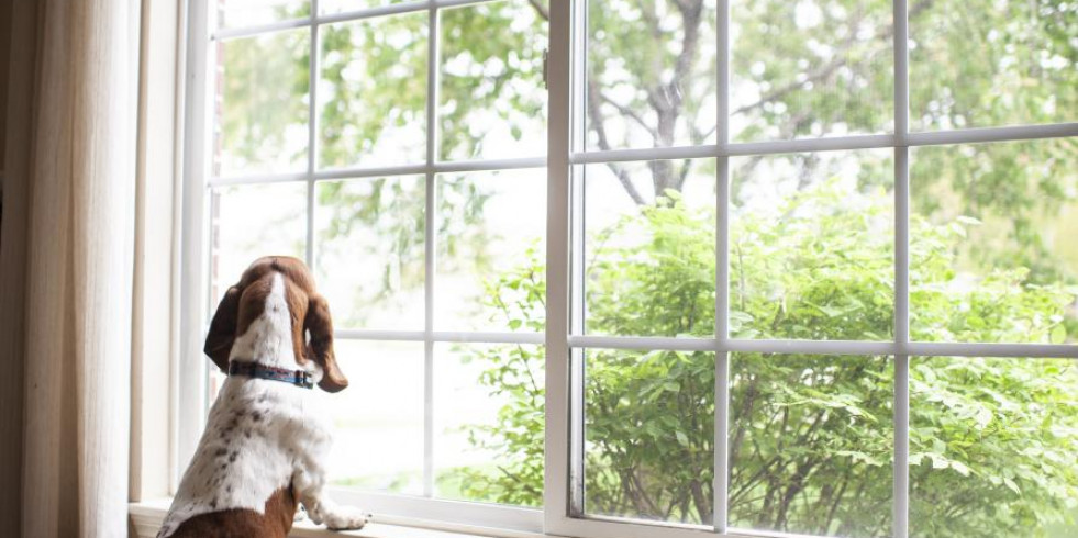 Lidiar con la ansiedad por separación en perros