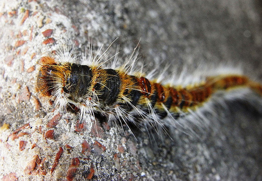 Procesionaria pino