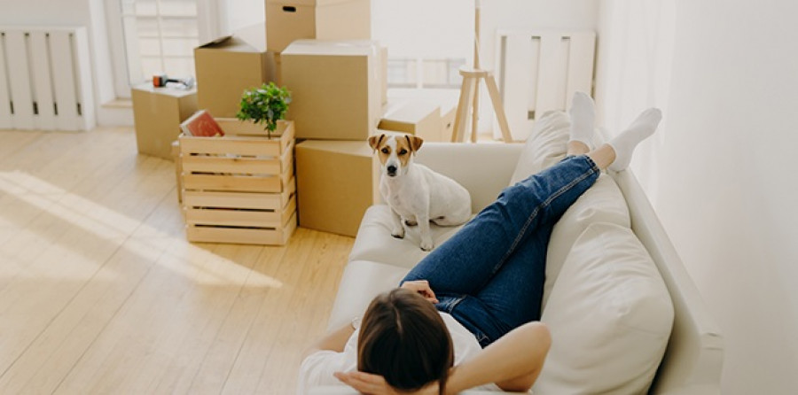 Perro vivienda