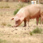 El virus de la peste porcina africana permanece activo al menos 112 días en alimento para cerdos