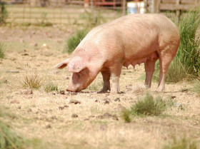 El virus de la peste porcina africana permanece activo al menos 112 días en alimento para cerdos