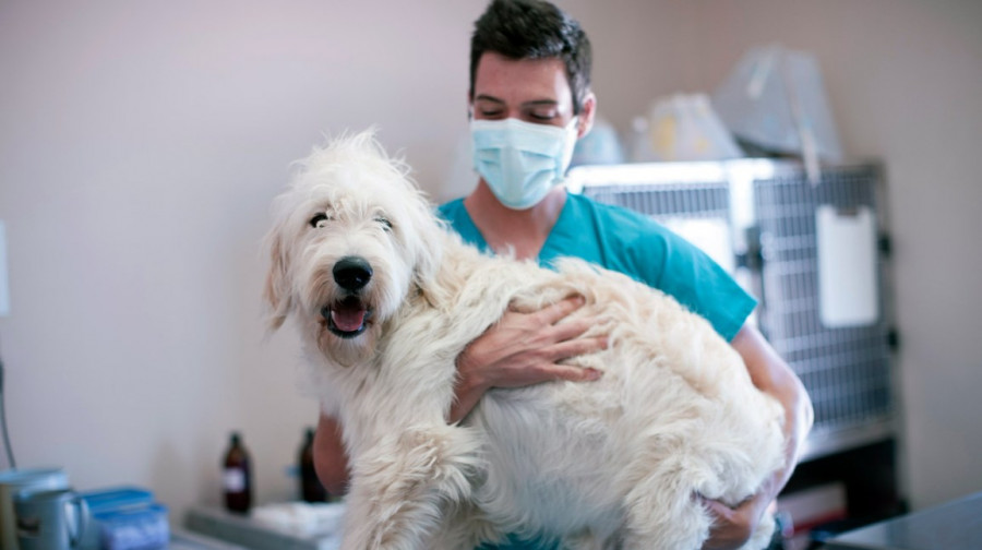 Perros coronavirus