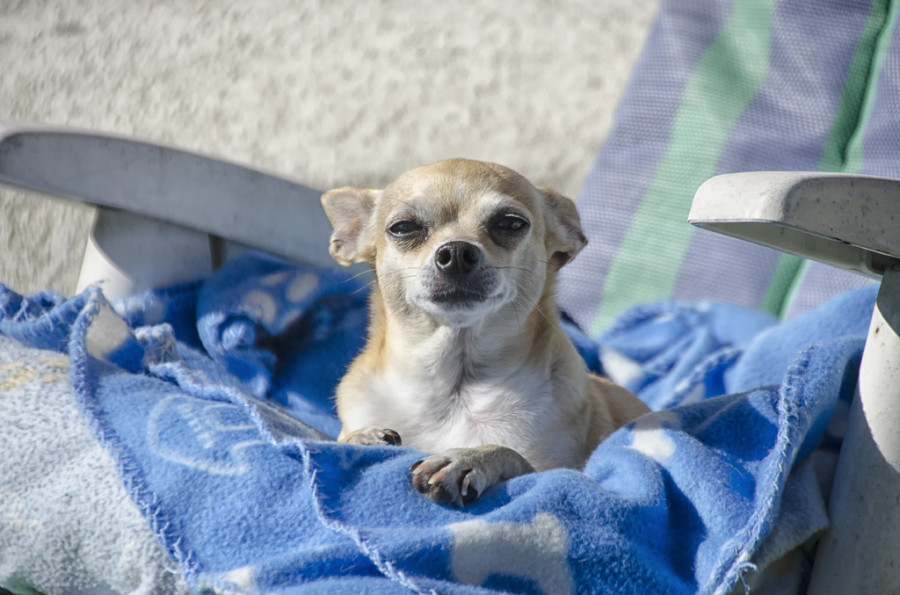 chihuahua