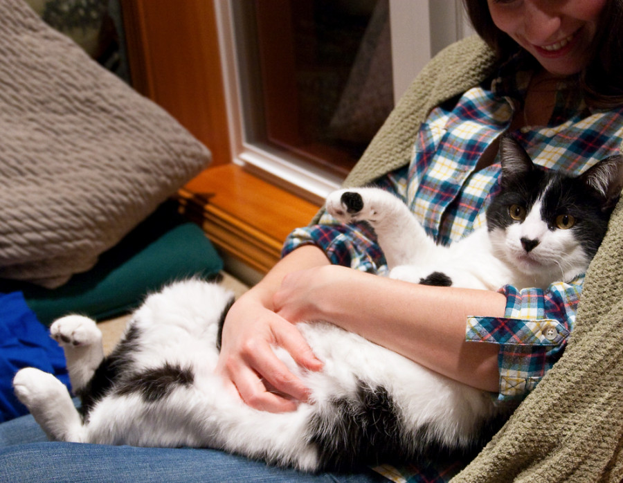 gatos coronavirus