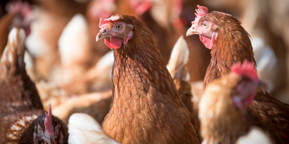 Castilla y León comprará vacunas frente a la salmonelosis en avicultura