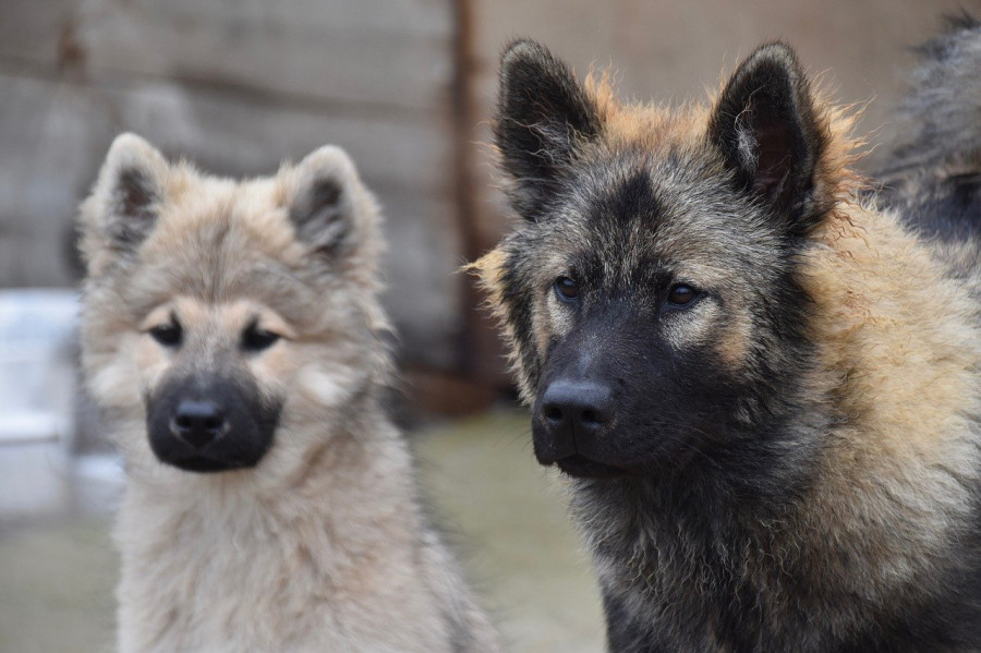 perros