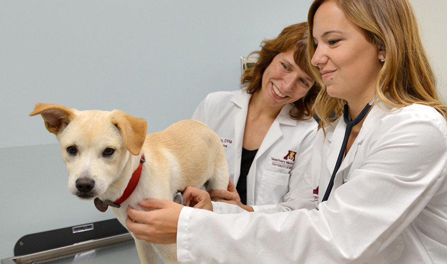 Veterinarios
