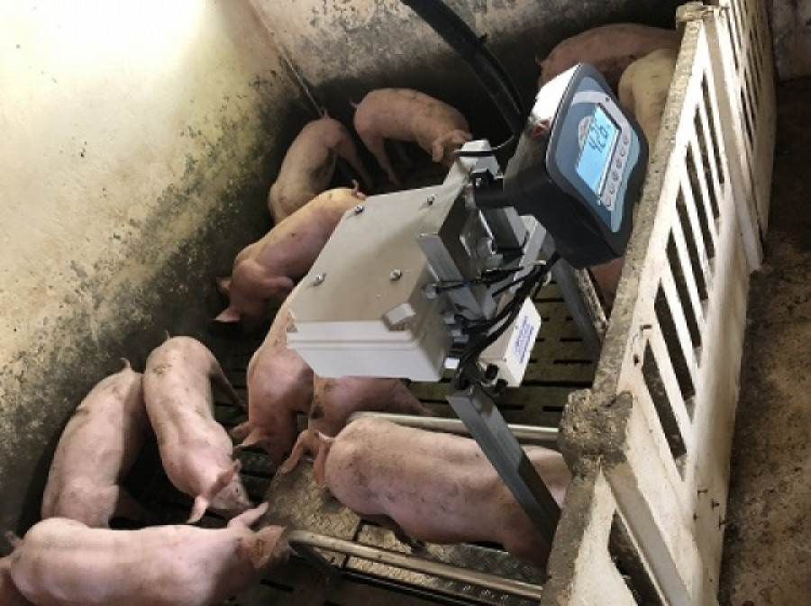 Tecnología explotaciones porcinas