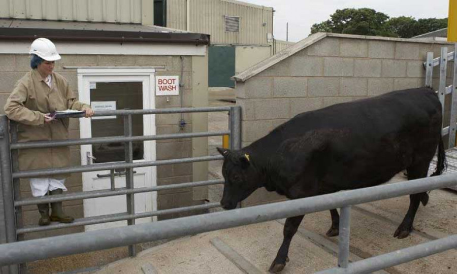 Veterinarios brexit reino unido