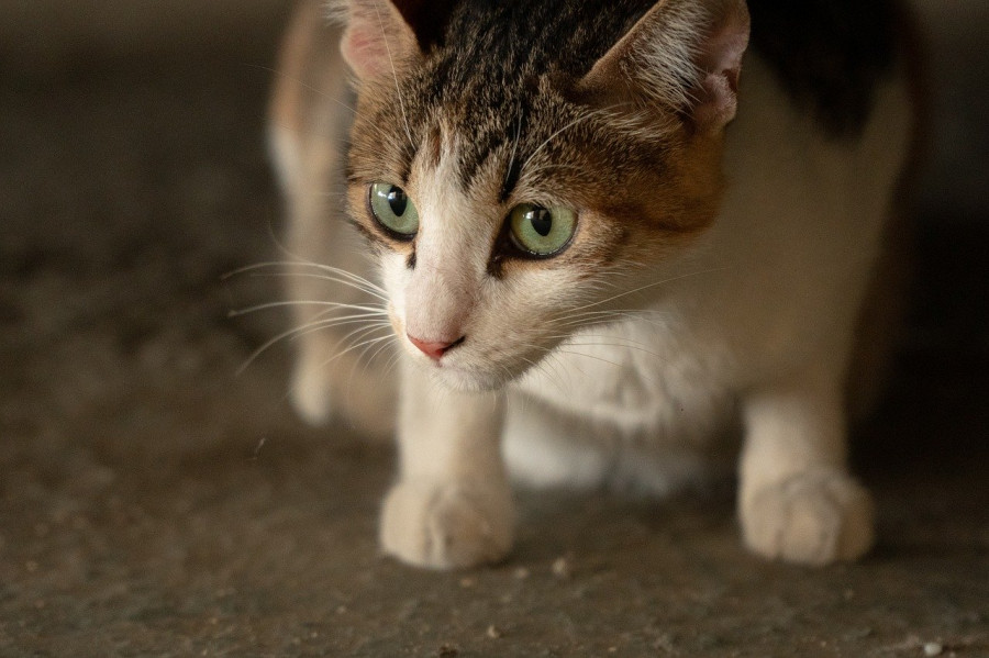 día internacional gato