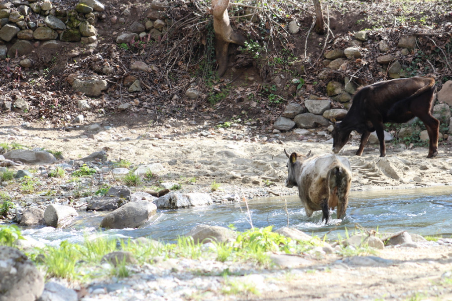 fauna silvestre ganado