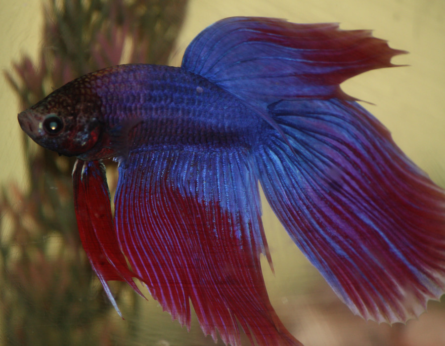 Betta