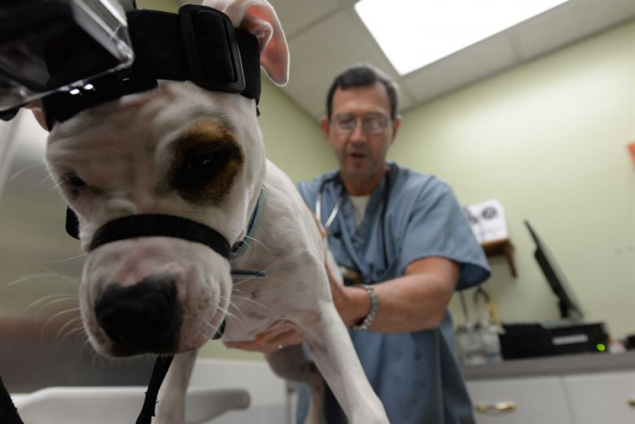 Veterinario autónomo