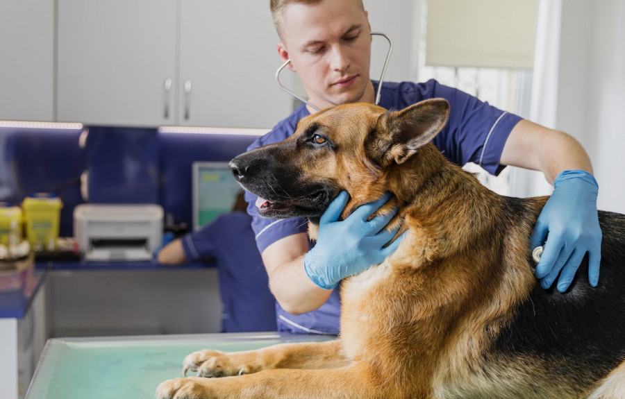 2020 cierra con la cifra más alta de empleo veterinario de década