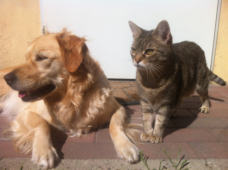 vacunas perros y gatos