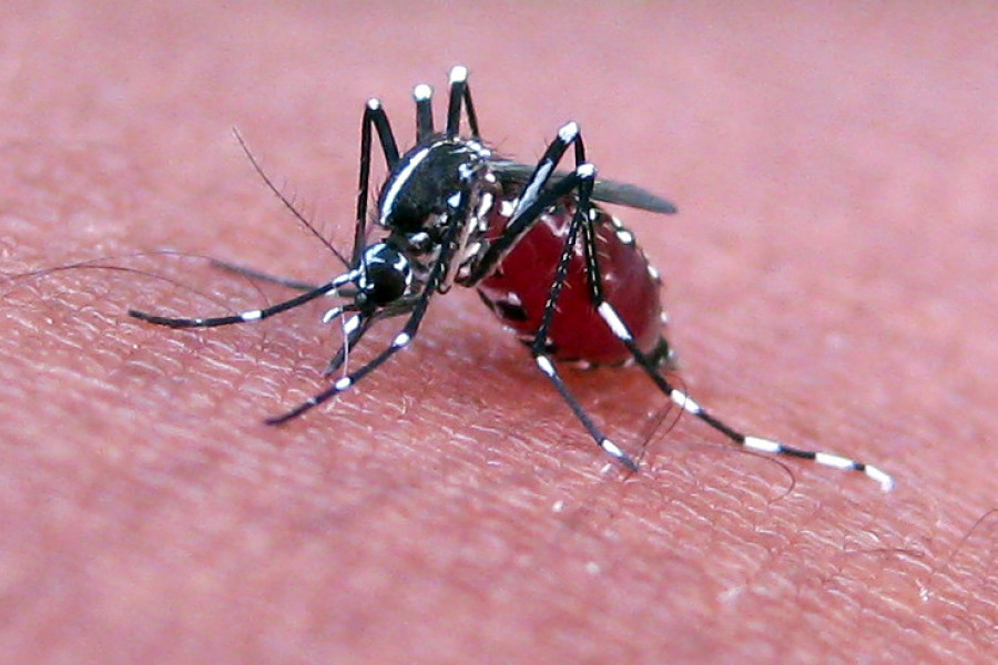 Mosquito