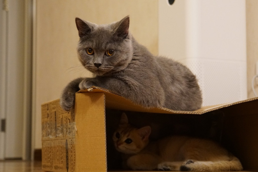 Gato
