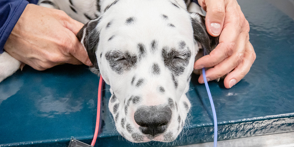 Perro prueba auditiva